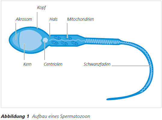 Spermien mikroskop Neue Erkenntnisse: